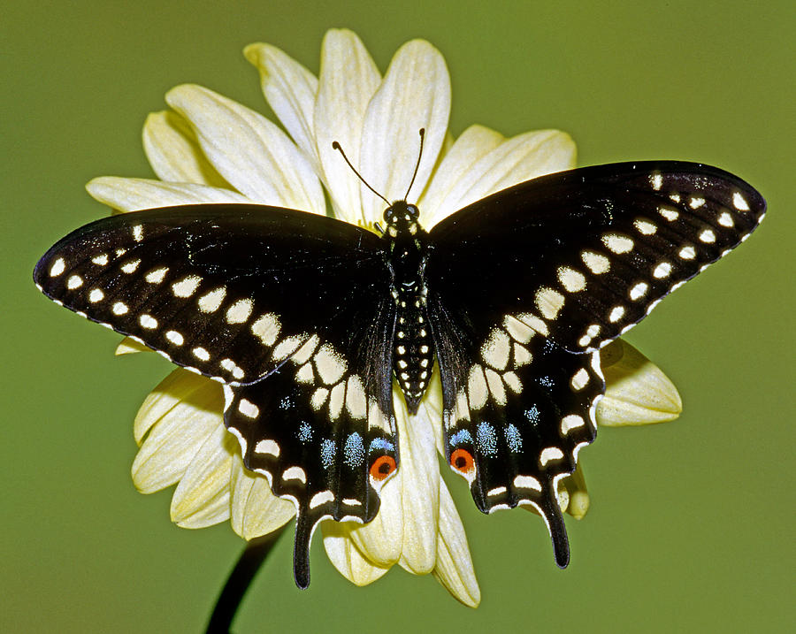 Eastern Black Swallowtail Butterfly #15 Photograph by Millard H. Sharp