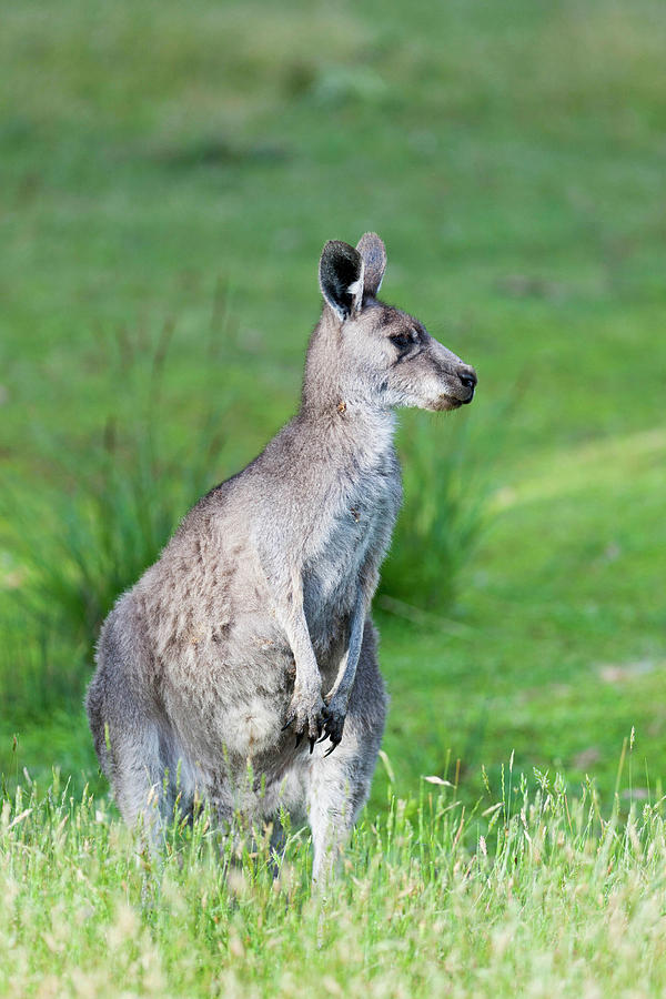 Animal Photograph - Eastern Grey Kangaroo (macropus #15 by Martin Zwick