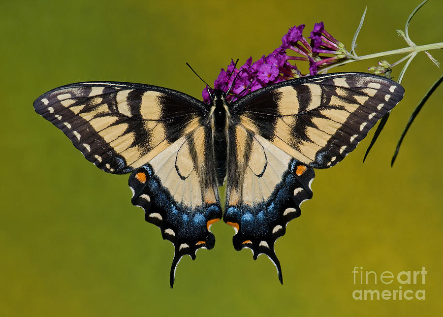 Eastern Tiger Swallowtail Butterfly #15 Photograph by Millard H. Sharp