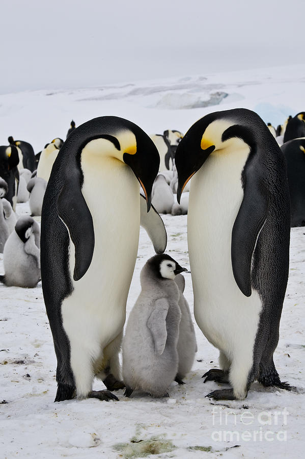 Emperor Penguins, Antarctica #15 Photograph by Greg Dimijian
