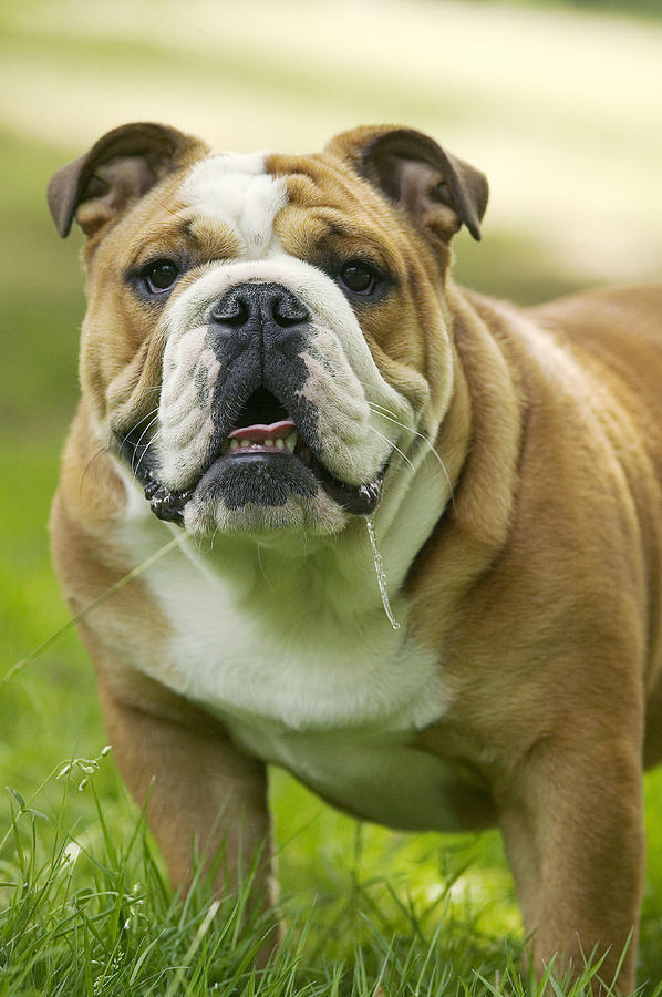 English Bulldog #15 Photograph by Jean-Michel Labat
