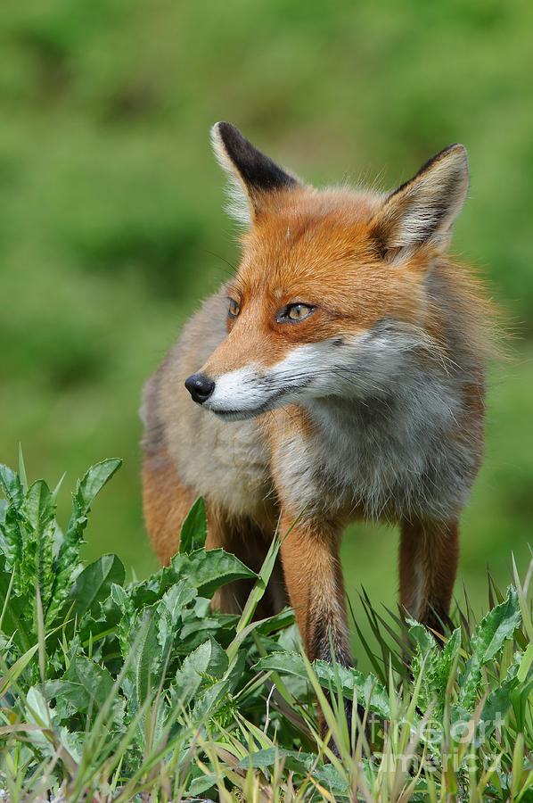 Nature Photograph - European Red Fox #15 by Willi Rolfes