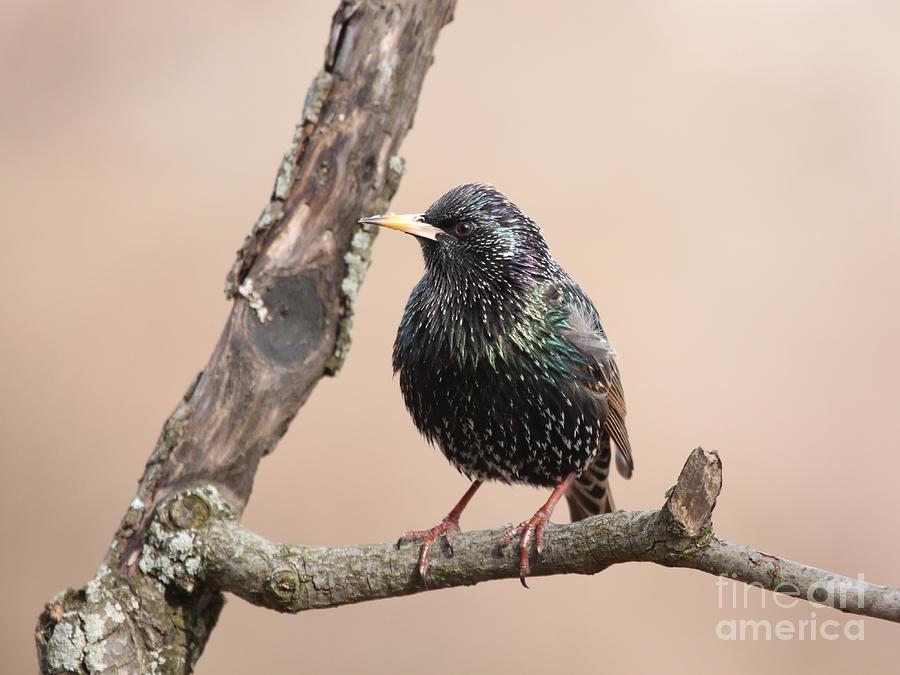European Starling #15 Photograph by Jack R Brock