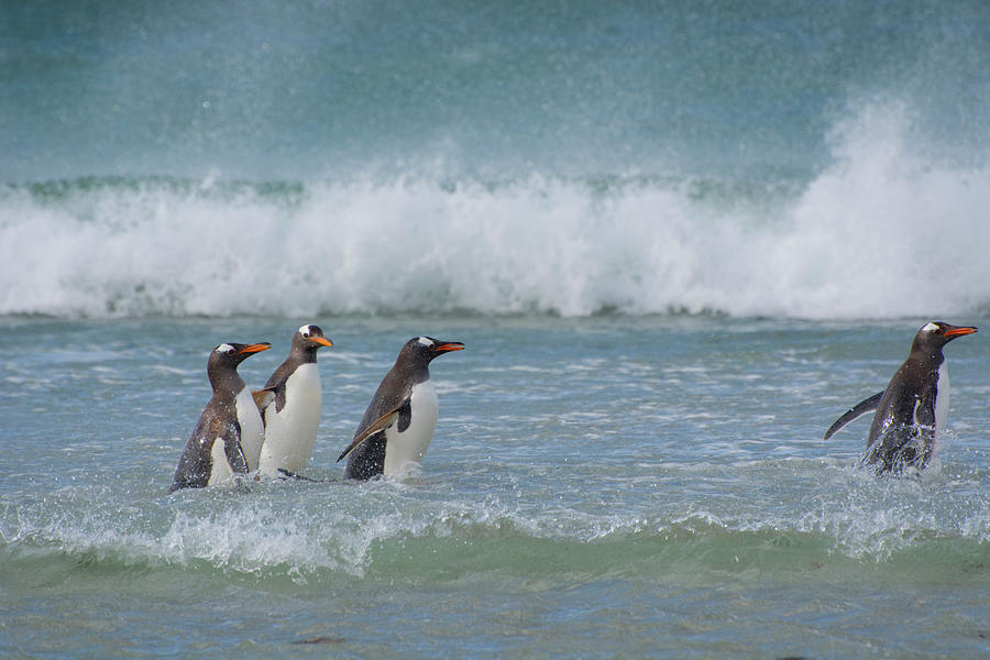 Penguin Photograph - Falkland Islands #15 by Inger Hogstrom