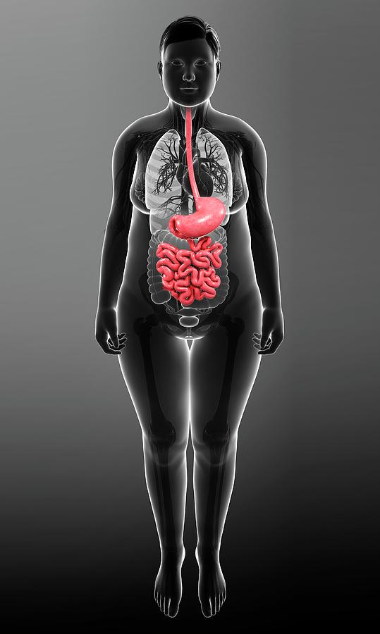 Female Digestive System Photograph by Pixologicstudio/science Photo Library