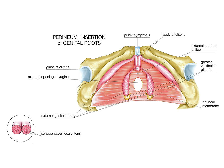 Female Genital System Photograph By Asklepios Medical Atlas Pixels