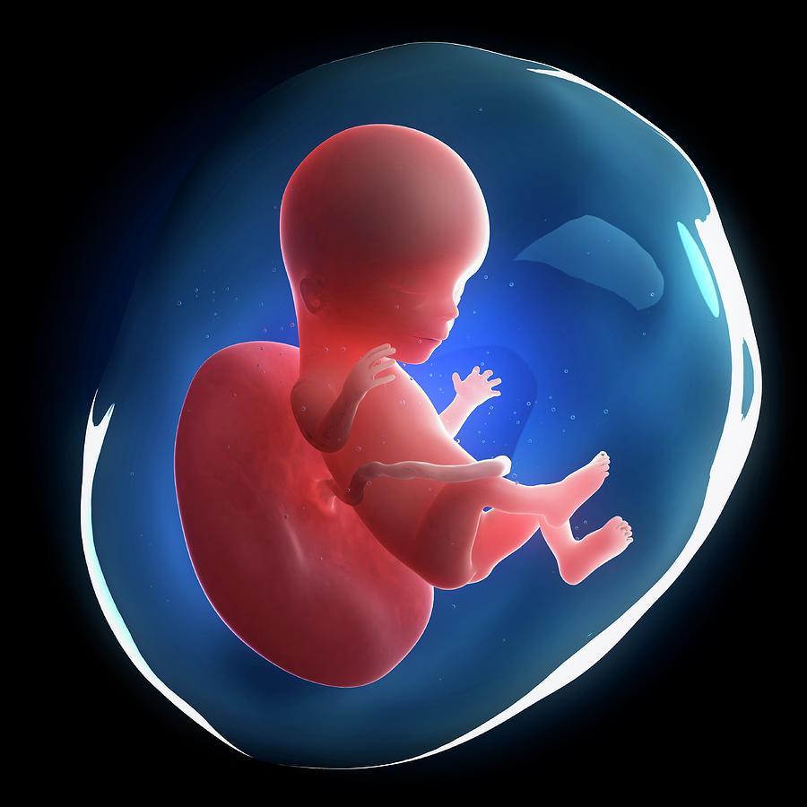 Fetal Development Photograph by Sciepro