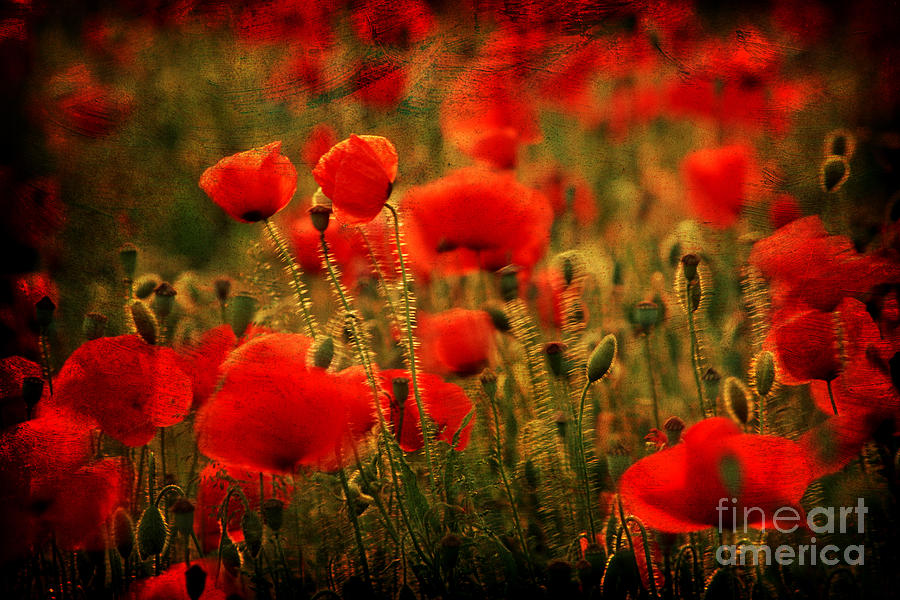 Field of poppies  #15 Photograph by Bernard Jaubert