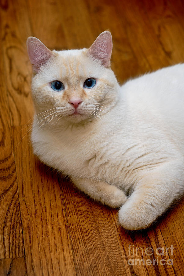 Flame Point Siamese Cat Photograph by Amy Cicconi