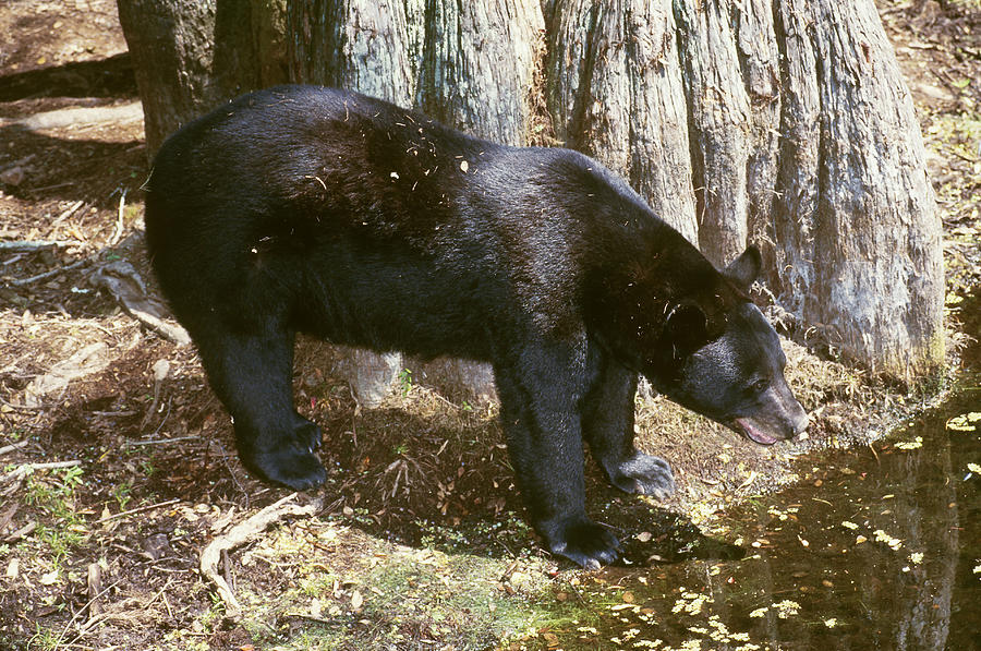 Black Bear Photograph - Florida Black Bear #15 by Millard H. Sharp
