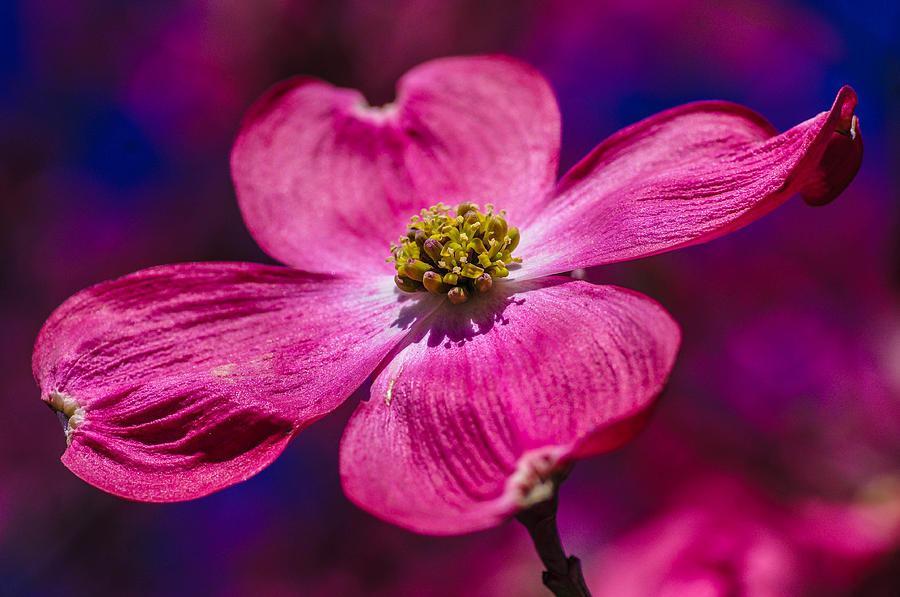 Flower #9 Photograph by Gerald Kloss