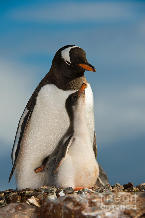 Gentoo Penguin With Young #15 Photograph by John Shaw