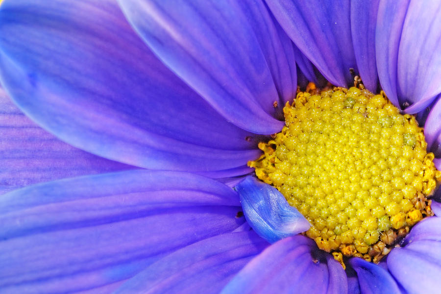 Gerber Flower #15 Photograph by Peter Lakomy