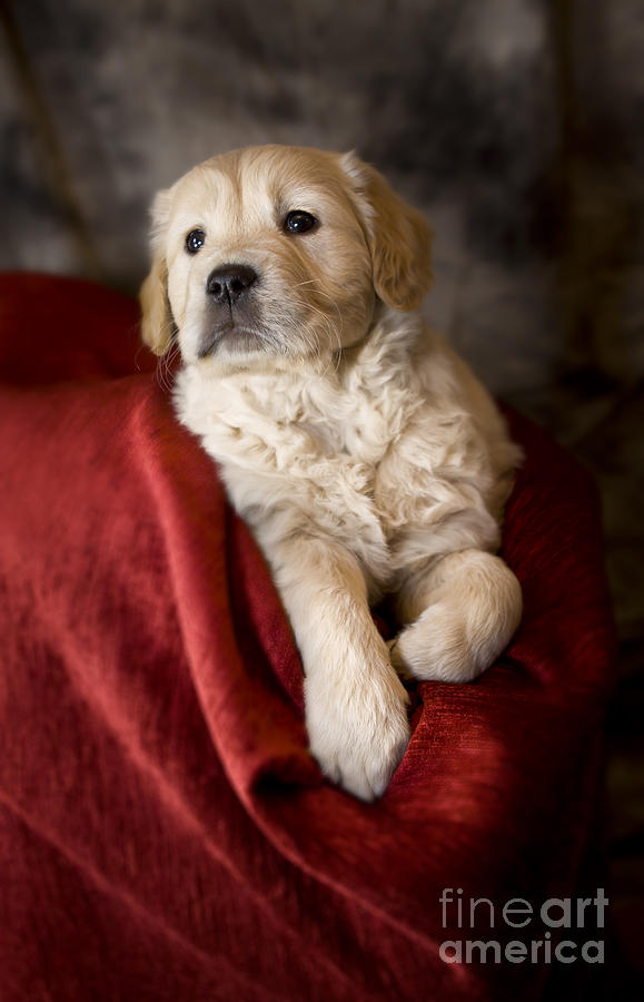 Golden retriever puppy #15 Photograph by Ang El