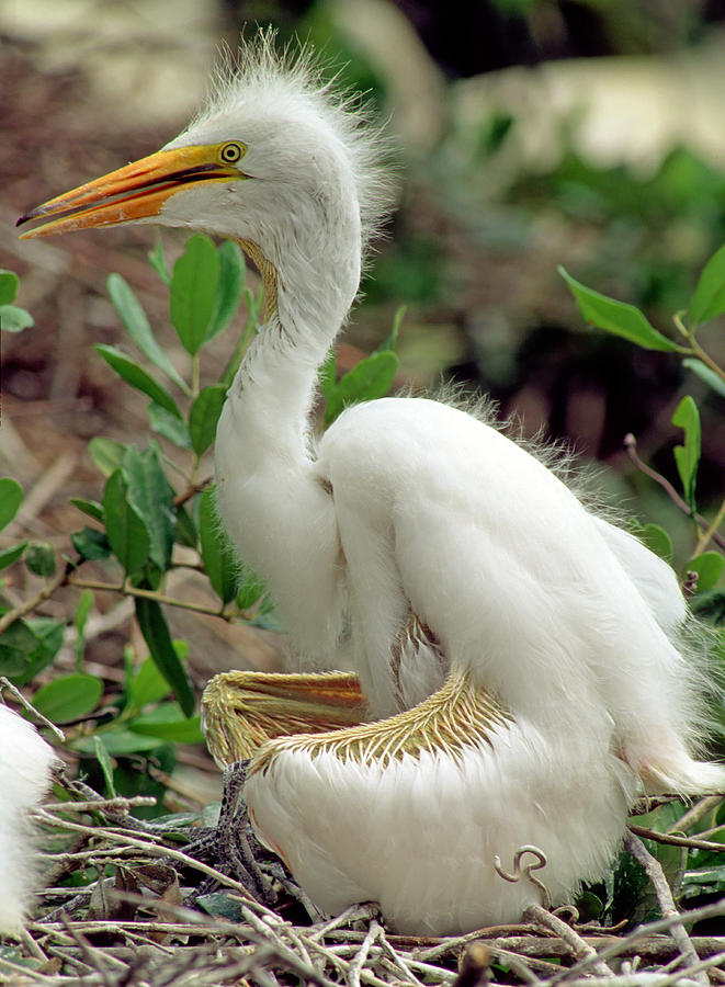 Great Egrets #15 Photograph by Millard H. Sharp