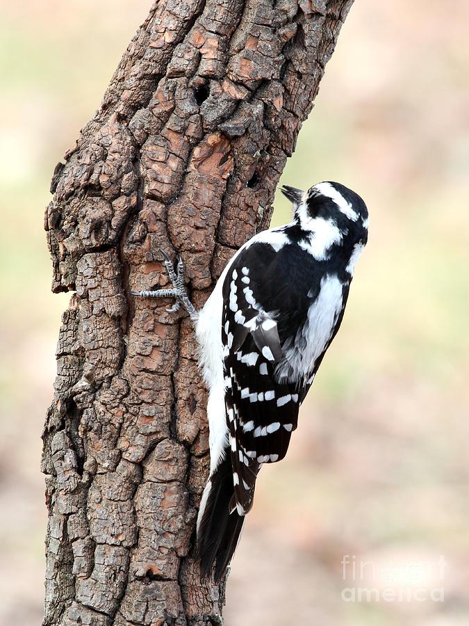 Hairy Woodpecker #15 Photograph by Jack R Brock
