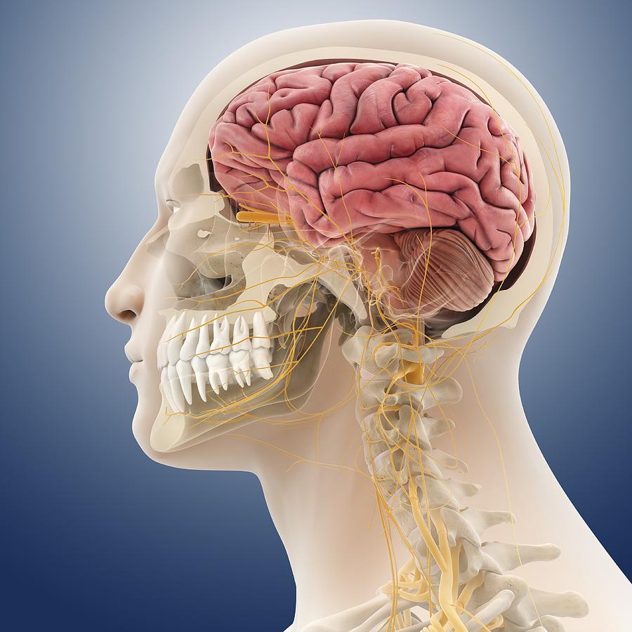 Head and neck anatomy, artwork Photograph by Science Photo Library ...