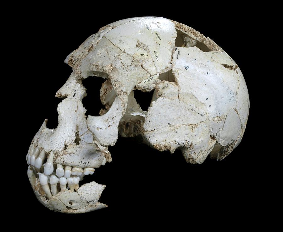 Hominin Skull From Sima De Los Huesos Photograph By Javier Truebamsf