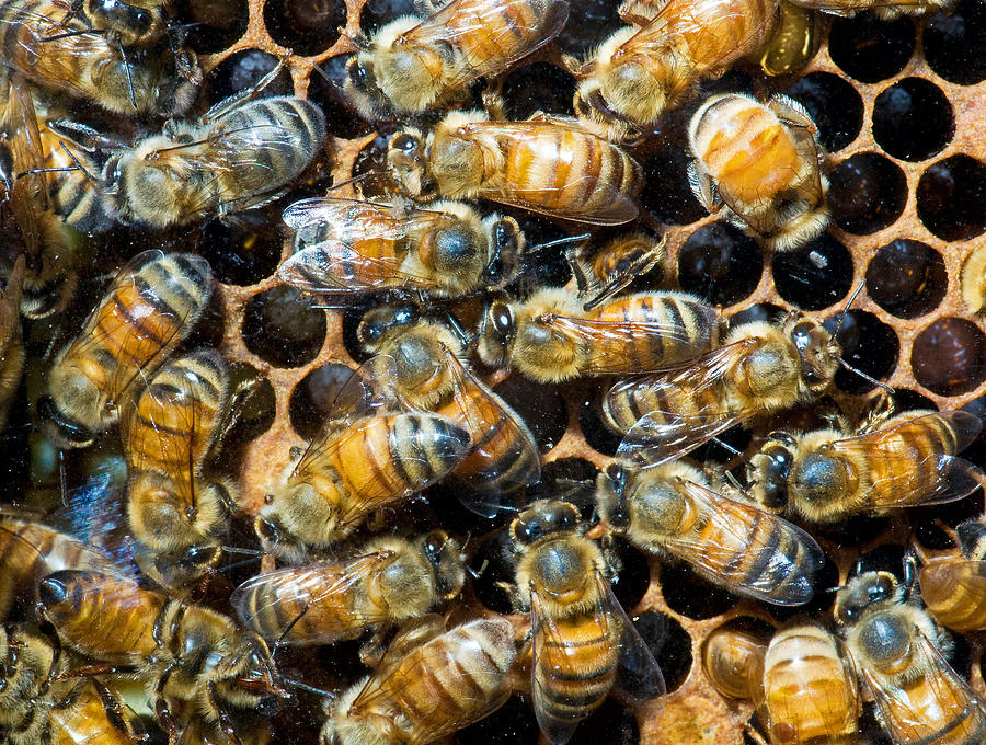 Honey Bees In Hive #15 Photograph by Millard H. Sharp