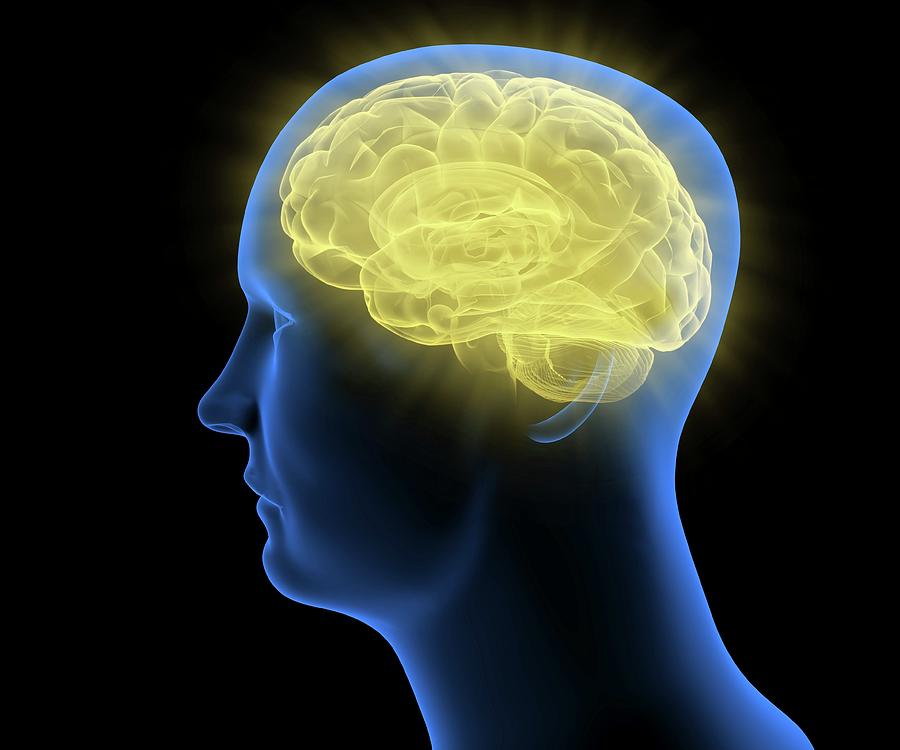Human Brain #15 Photograph by Andrzej Wojcicki/science Photo Library