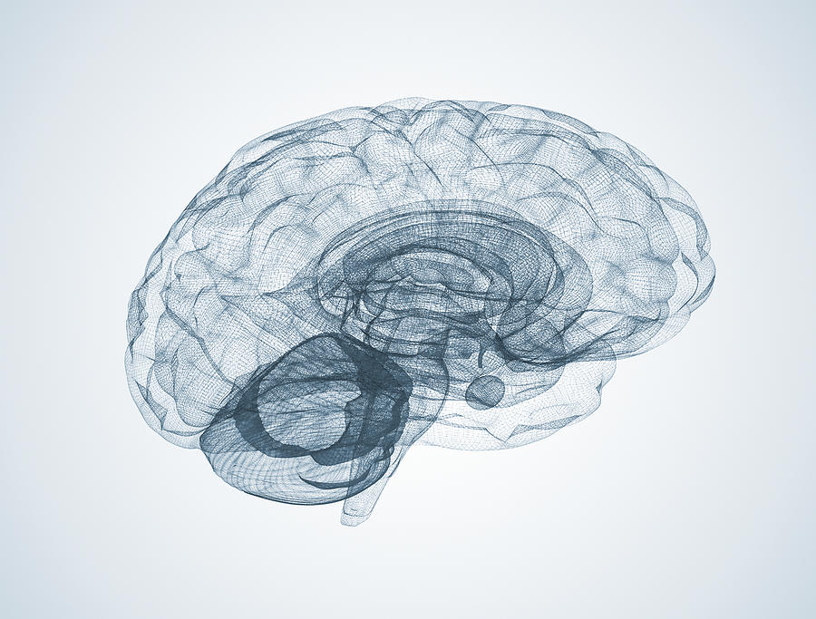 Human Brain #15 Photograph by Jesper Klausen / Science Photo Library