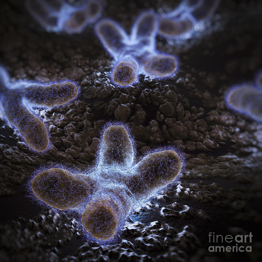 Human Chromosomes #15 Photograph by Science Picture Co