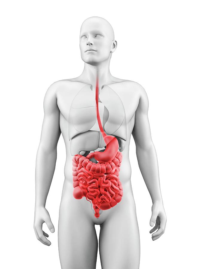 Illustration Photograph - Human Digestive System #15 by Sebastian Kaulitzki