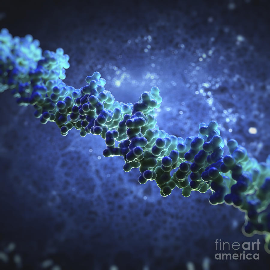 Double Helix Photograph - Human Dna #15 by Science Picture Co