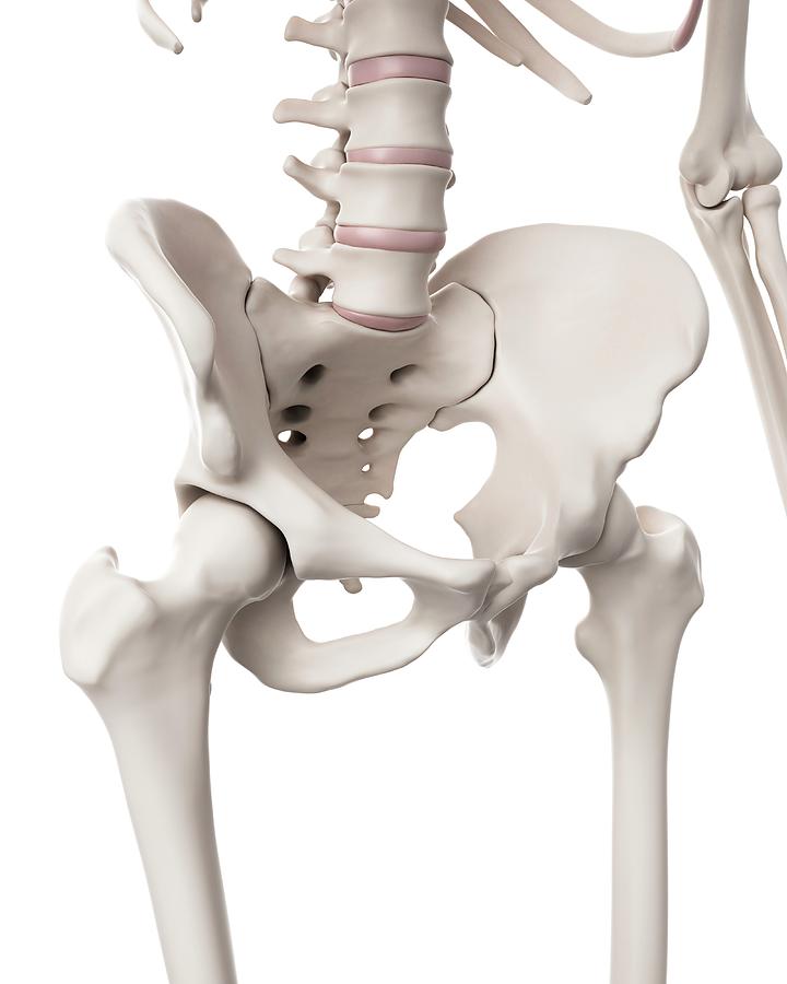 Human Hip Bones Photograph By Sebastian Kaulitzki Science Photo Library
