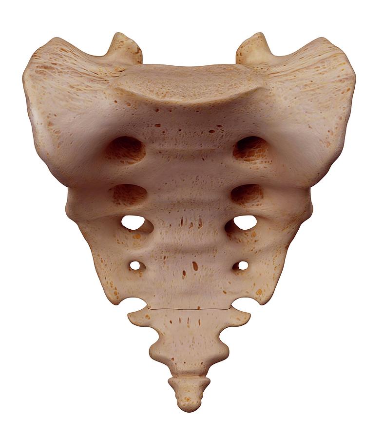 https://images.fineartamerica.com/images-medium-large-5/15-human-sacrum-sebastian-kaulitzkiscience-photo-library.jpg