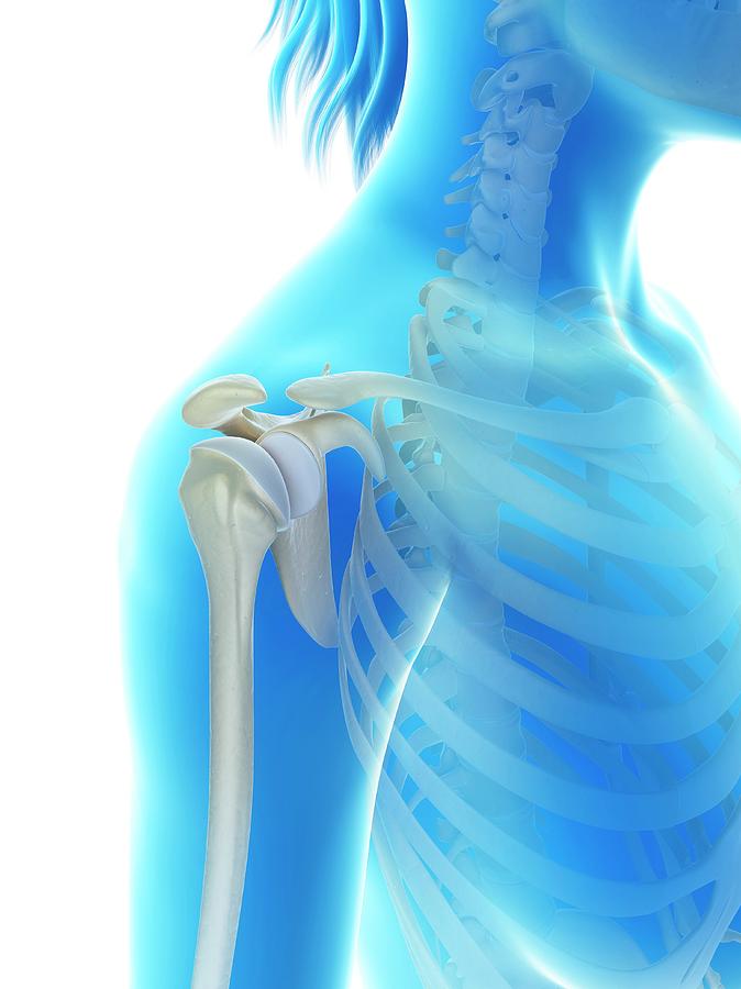 Skeleton Photograph - Human Shoulder Joint #15 by Sebastian Kaulitzki