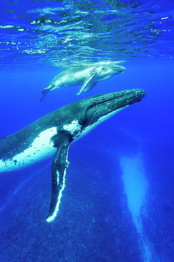 Humpback Whale Mother And Calf #15 Photograph by Christopher Swann ...