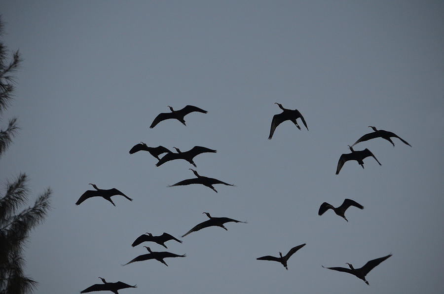 15- Ibis Rising Photograph by Joseph Keane