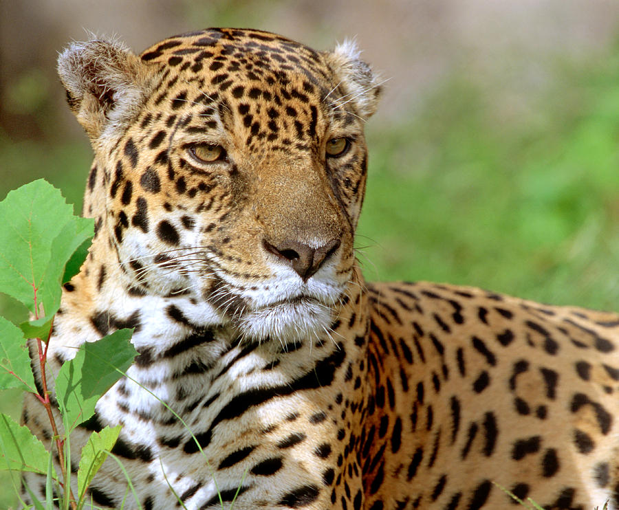 Jaguar #15 Photograph by Millard H. Sharp