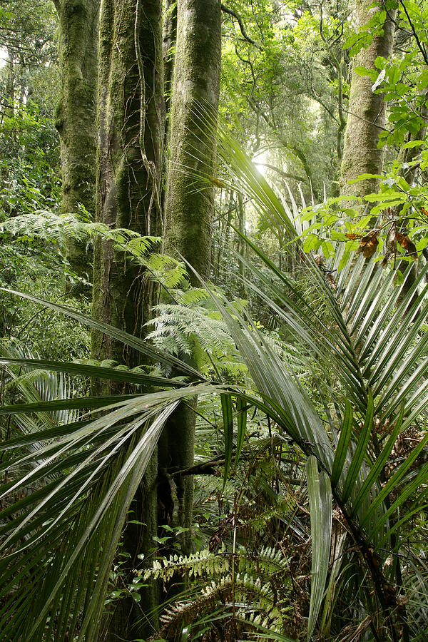 Jungle leaves Photograph by Les Cunliffe - Fine Art America