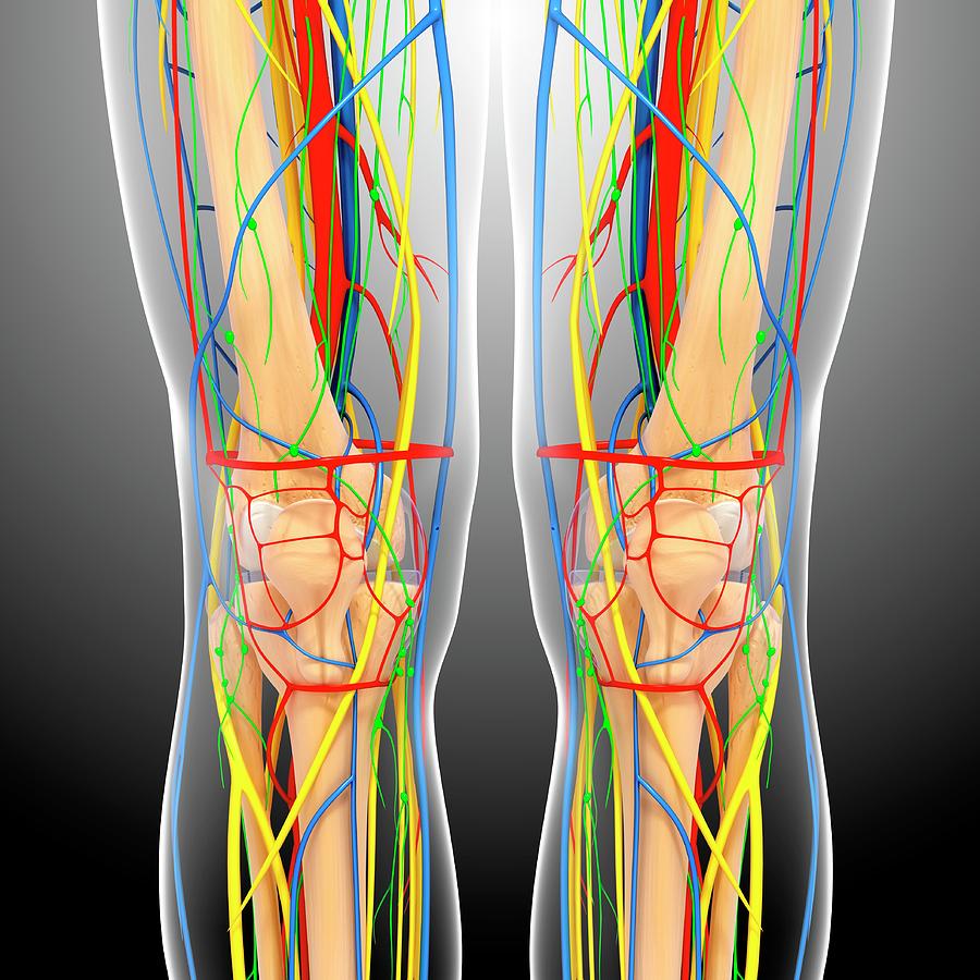 Knee Anatomy Photograph by Pixologicstudio/science Photo Library - Fine ...