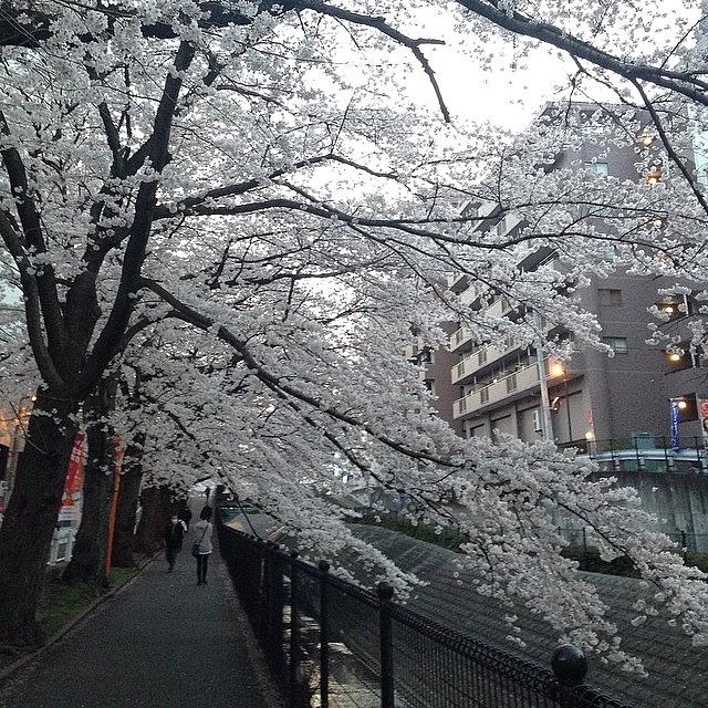 Landscape Photograph - #landscape Cherryblossoms #15 by Tokyo Sanpopo