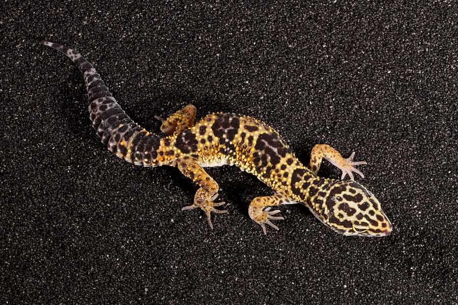 Leopard Gecko Eublepharis Macularius #15 Photograph by David Kenny