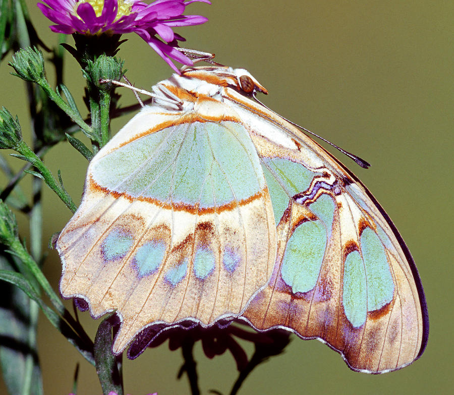 Malachite Butterfly Siproeta Stelenes #15 Photograph by Millard H. Sharp