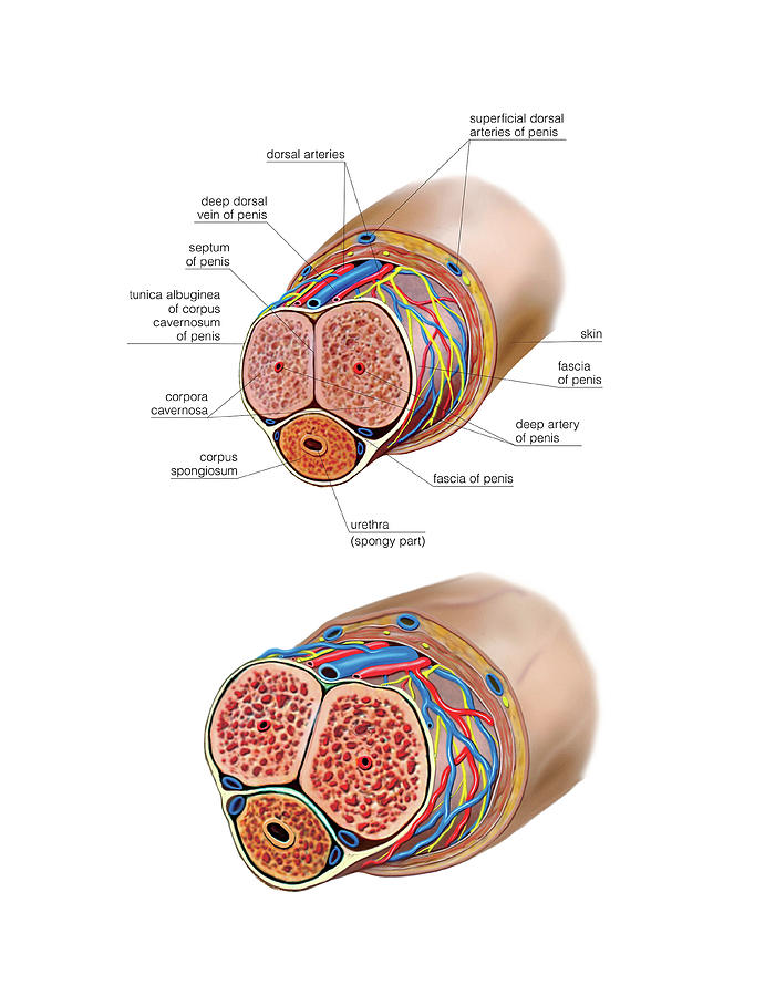 Anatomy Photograph - Male Genital System #15 by Asklepios Medical Atlas