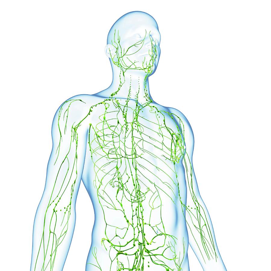 Male Lymphatic System Photograph by Pixologicstudio/science Photo ...