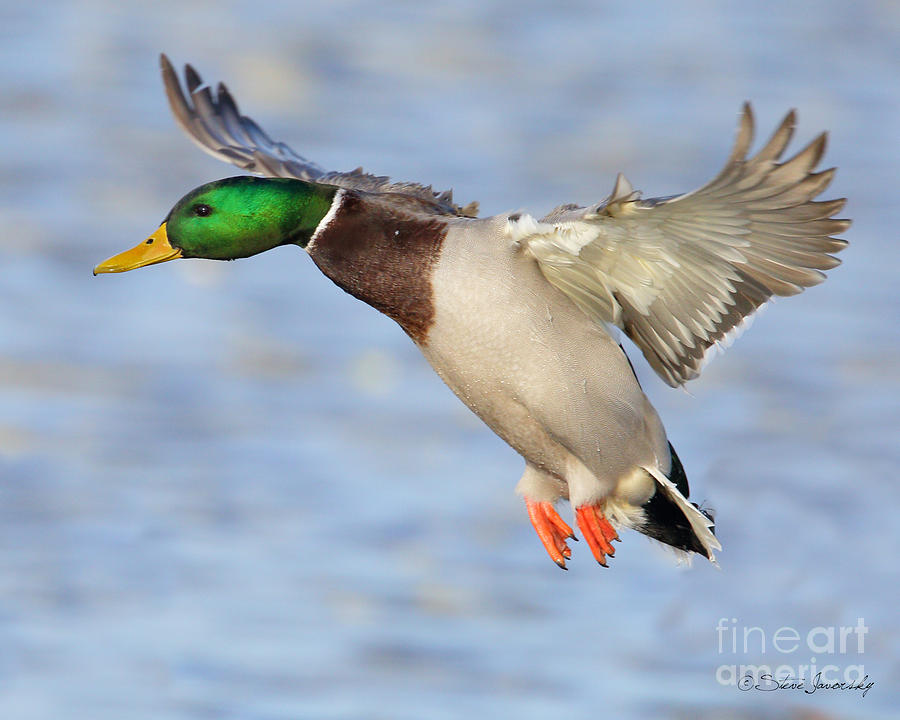 Mallard Duck #23 Photograph by Steve Javorsky