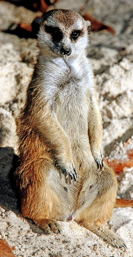 Meerkat #15 Photograph by Millard H. Sharp