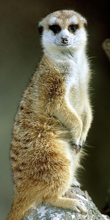 Meerkat Suricata Suricatta #15 Photograph by Millard H. Sharp
