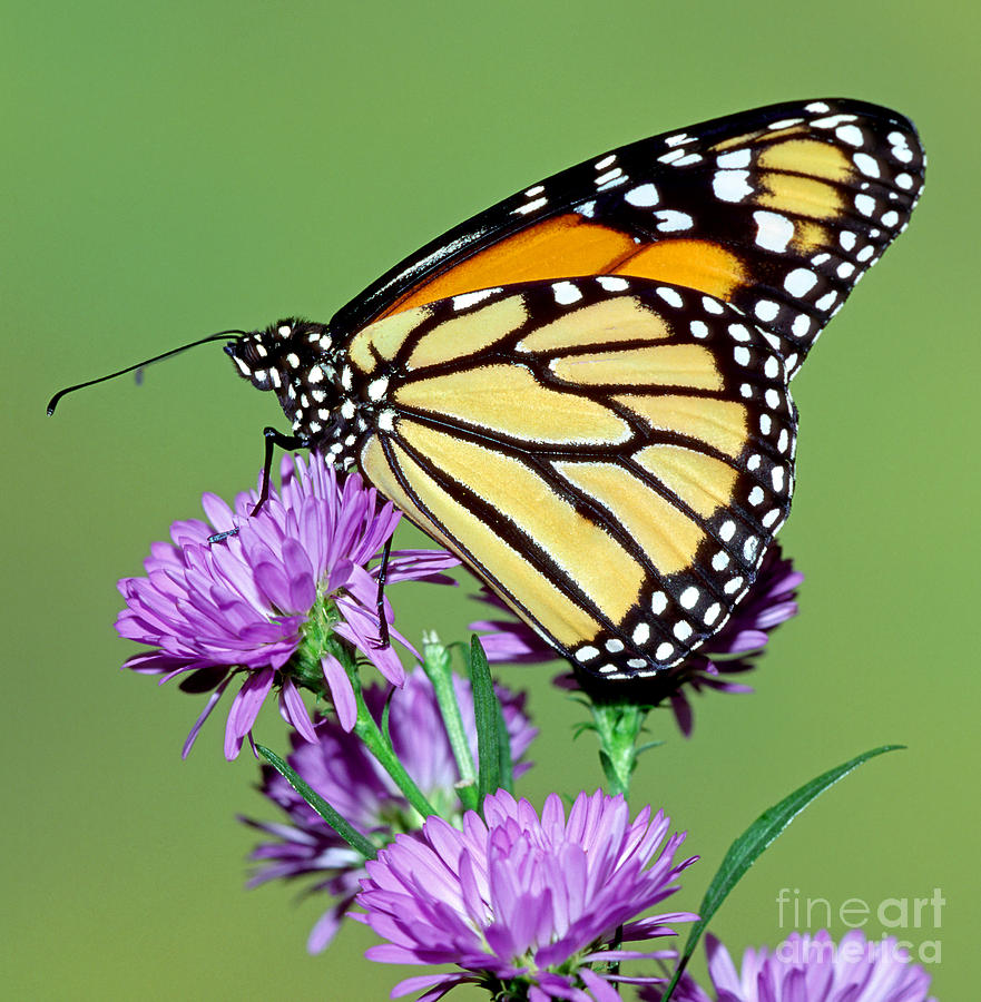 Butterfly Photograph - Monarch Butterfly #16 by Millard H Sharp