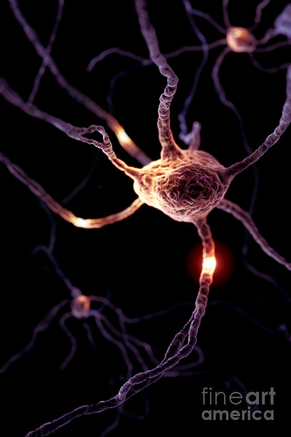 Neurons #19 Photograph by Science Picture Co