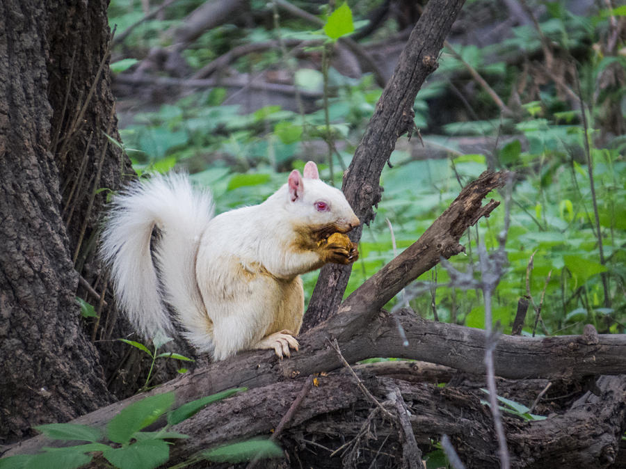 Albino Squirrel Photograph by Patti Deters
