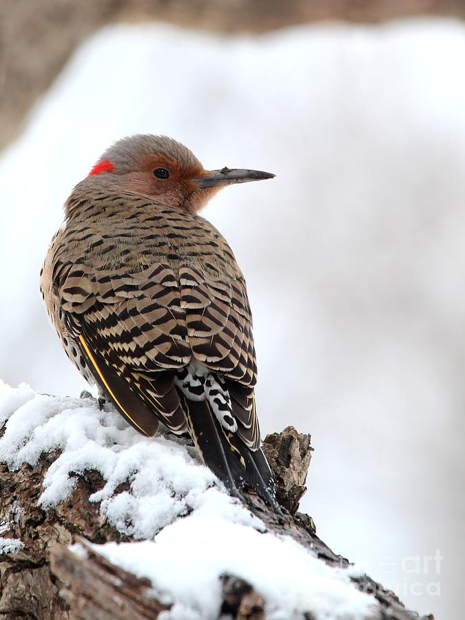 Nature Photograph - Northern Flicker #15 by Jack R Brock