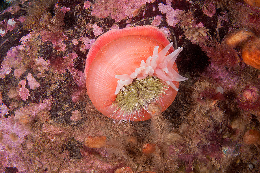 Northern Red Anemone #15 Photograph by Andrew J. Martinez