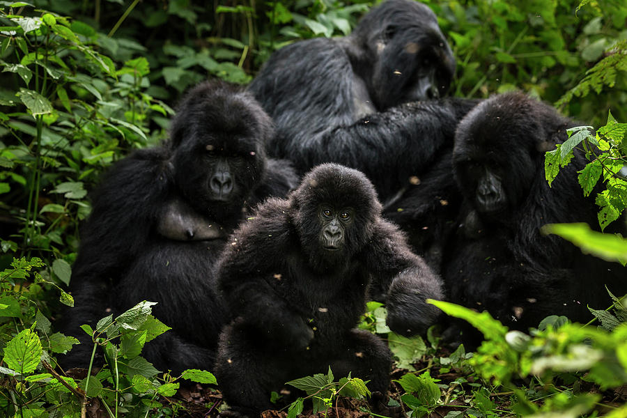 Oil Exploratin Threatens Virunga #15 Photograph by Brent Stirton